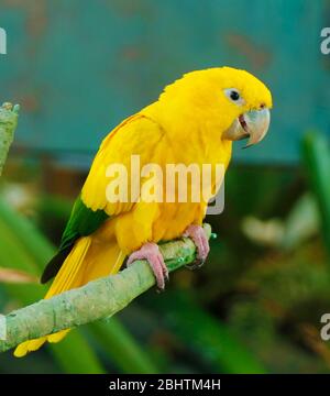 Der goldene Sittich oder goldene Konure, ist ein mittelgroßer goldgelber Neotropischer Papagei, sein Gefieder ist meist leuchtend gelb Stockfoto