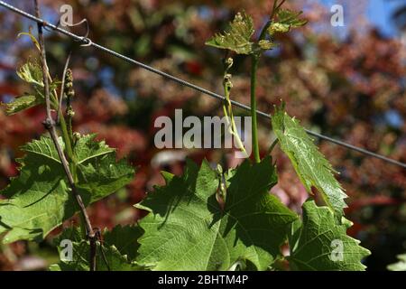 Weinblatt auf einer Weinrebe Stockfoto