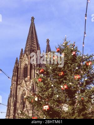 Weihnachtsbaum und Kölner Dom-Turm am Alten Markt Weihnachtsmarkt, Köln (Köln), Nordrhein-Westfalen, Bundesrepublik Deutschland Stockfoto