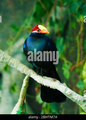 Der violette turaco, auch bekannt als der violette Wegerich-Esser, ist ein großer turaco, eine Gruppe afrikanischer Otidimorphae Stockfoto