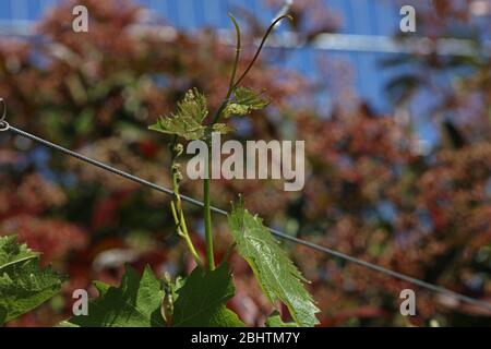 Weinblatt auf einer Weinrebe Stockfoto