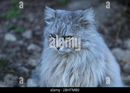 Löwenkatze. Flauschige graue Katze mit der Eschenfarbe schaut ernsthaft in die Ferne. Katze sieht aus wie ein Löwe wegen seiner üppigen dicken Wolle und Mähne Stockfoto