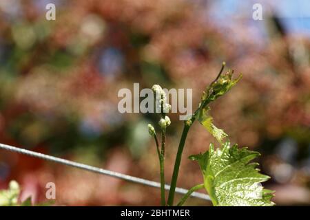 Weinblatt auf einer Weinrebe Stockfoto