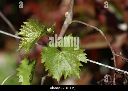 Weinblatt auf einer Weinrebe Stockfoto