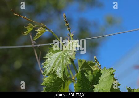 Weinblatt auf einer Weinrebe Stockfoto