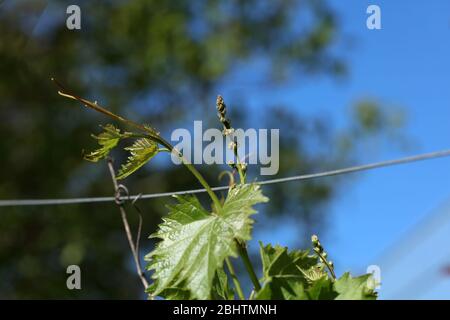 Weinblatt auf einer Weinrebe Stockfoto