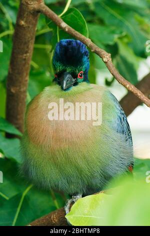 Der Purpurschreckturaco ist eine Vogelart aus der Familie der Musophagidae. Es ist der Nationalvogel des Königreichs Swasiland Stockfoto