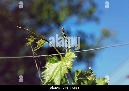 Weinblatt auf einer Weinrebe Stockfoto