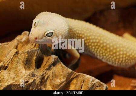 mack Schnee Leopard Gecko Baby. leopard Gecko (Eublepharis macularius) ist eine crepuscular, Boden-Behausung Eidechse Stockfoto