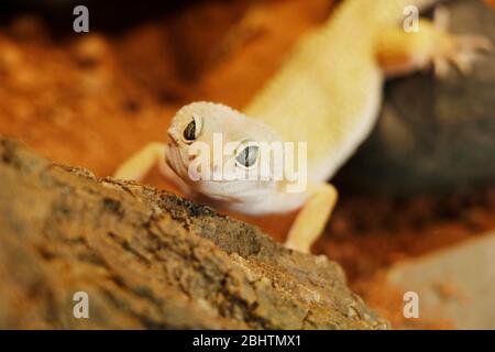 mack Schnee Leopard Gecko Baby. leopard Gecko (Eublepharis macularius) ist eine crepuscular, Boden-Behausung Eidechse Stockfoto