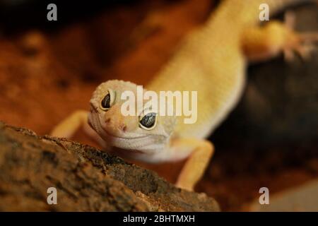 mack Schnee Leopard Gecko Baby. leopard Gecko (Eublepharis macularius) ist eine crepuscular, Boden-Behausung Eidechse Stockfoto