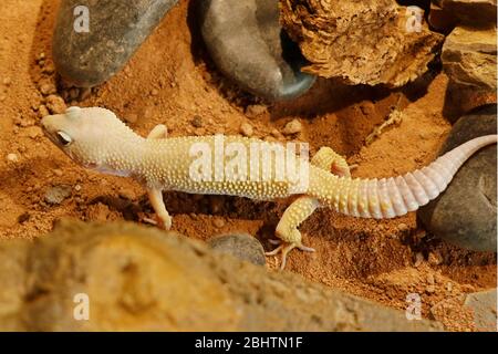 mack Schnee Leopard Gecko Baby. leopard Gecko (Eublepharis macularius) ist eine crepuscular, Boden-Behausung Eidechse Stockfoto