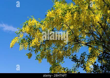 Blüten des giftigen Laburnum-Baumes (Laburnum anagyroides) an einem blauen Himmel. Auch bekannt als die goldene Kette oder goldene Regenbaum. Stockfoto