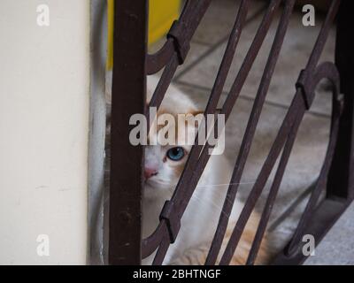 Cremona, Lombardei, Italien - 26. Und 27. April 2020 - die Katze meines Gebäudes Stockfoto