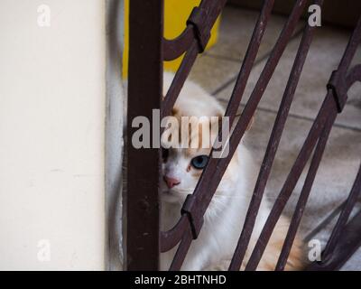 Cremona, Lombardei, Italien - 26. Und 27. April 2020 - die Katze meines Gebäudes Stockfoto