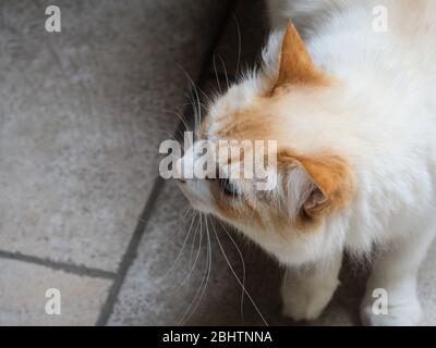 Cremona, Lombardei, Italien - 26. Und 27. April 2020 - die Katze meines Gebäudes Stockfoto