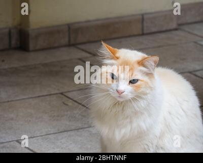 Cremona, Lombardei, Italien - 26. Und 27. April 2020 - die Katze meines Gebäudes Stockfoto