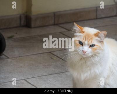 Cremona, Lombardei, Italien - 26. Und 27. April 2020 - die Katze meines Gebäudes Stockfoto