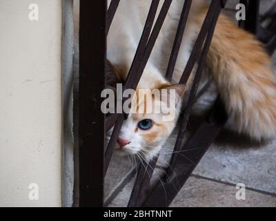 Cremona, Lombardei, Italien - 26. Und 27. April 2020 - die Katze meines Gebäudes Stockfoto