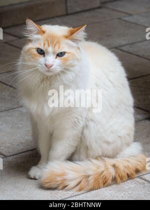 Cremona, Lombardei, Italien - 26. Und 27. April 2020 - die Katze meines Gebäudes Stockfoto