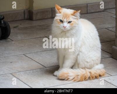 Cremona, Lombardei, Italien - 26. Und 27. April 2020 - die Katze meines Gebäudes Stockfoto