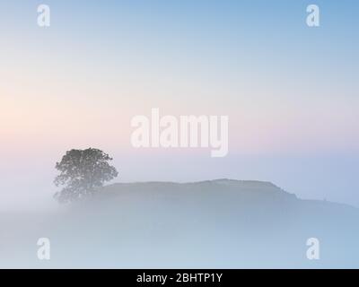 Ein einstehender Baum ist über einer nebeligen Wolkeninversion an einem Spätsommermorgen in Malham Lings im Yorkshire Dales National Park zu sehen. Stockfoto