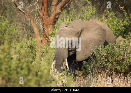 Elefant zwischen Bäumen in der afrikanischen Steppe Stockfoto