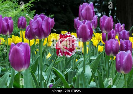 Helle bunte Tiefblick Foto einer Gruppe von lila Tulpen und einer roten und weißen Tulpe in der Mitte. Konzept des Aufstehens aus der Masse. Stockfoto