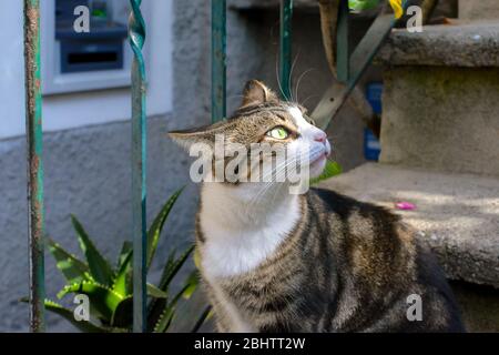 Eine schöne, grün-äugige, gestromte Katze mit Kurzhaar und rosa Nase blickt auf einer alten Freitreppe in Vernazza, Cinque Terre Italien, in die Sonne Stockfoto