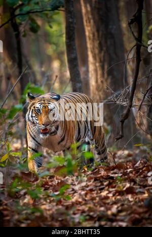 Eine Tigerin, Bengal Tiger (Panthera tigris) Herumstreichen in Bandhavgarh National Park in der Umaria Bezirk der zentralen indischen Bundesstaat Madhya Pradesh Stockfoto