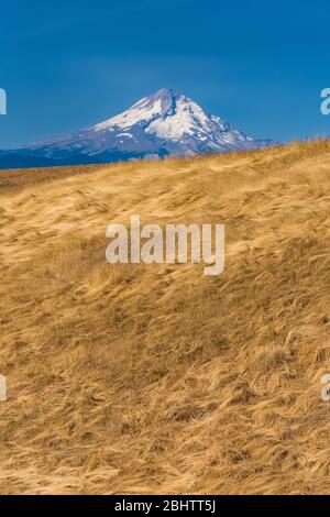 Mount Hood von der Dalles Mountain Road im Columbia Hills Historical State Park, Washington State, USA Stockfoto