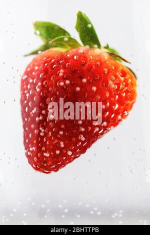 Nahaufnahme einer einzigen roten Erdbeere mit grüner Kappe in klare Flüssigkeit mit winzigen Blasen auf weißem Hintergrund getaucht. Stockfoto