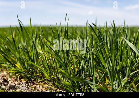 Junge Weizensämlinge wachsen auf einem Feld in einem schwarzen Boden. Frühlingsweizen wächst im Boden. Nahaufnahme auf dem Sprießen Roggen auf dem landwirtschaftlichen Feld in a Stockfoto