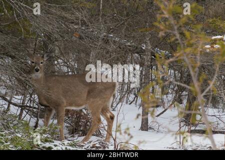 Neugierig White Tailed Hirsch im Winter Schnee Blick auf Sie in der Wildnis Stockfoto