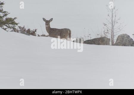 White Tailed Hirsch im Schnee Wandern in einem Schneesturm in der Wildnis Stockfoto