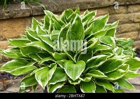 Hosta albomarginata in einem Topf. Stockfoto