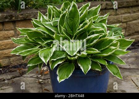 Hosta albomarginata in einem Topf. Stockfoto