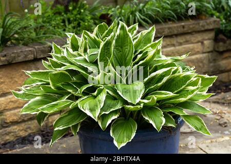 Hosta albomarginata in einem Topf. Stockfoto