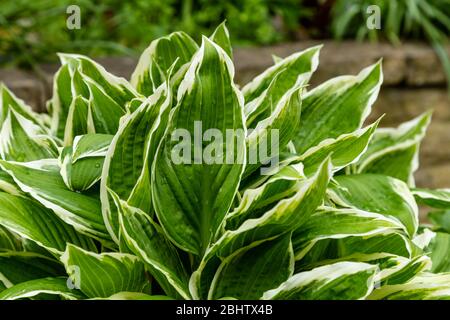 Hosta albomarginata in einem Topf. Stockfoto