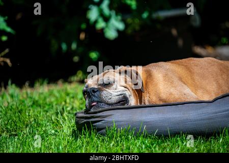 Sehr glückliche alte Boxerhündin, die an einem warmen sonnigen Tag auf ihrem Bett auf grünem Gras liegt Stockfoto