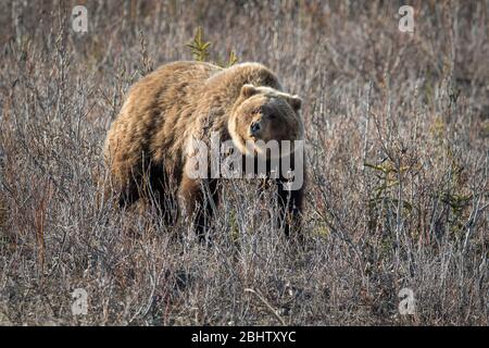 Ein Grizzly Bär sucht nach Wurzeln, um sich im Frühjahr in Denali Natl für sein Essen zu graben. Parken, AK. Stockfoto