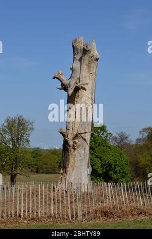 Sonniger Frühlingstag im Richmond Park Stockfoto