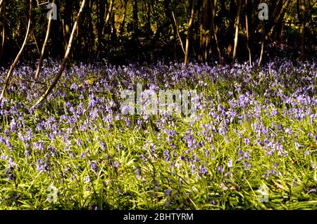 bluebell Wälder auf reigate Hügel Stockfoto