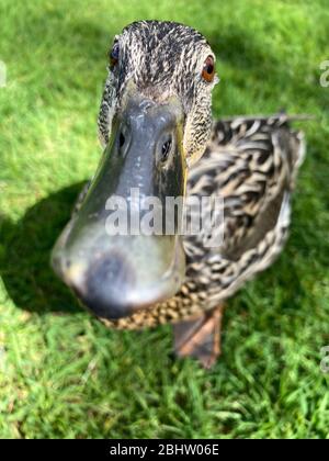 Eine einzige weibliche Mallard-Ente auf einem üppigen, grünen Rasen Stockfoto