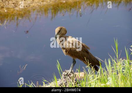 Hamerkop im Ngorongoro-Krater in Tansania Stockfoto