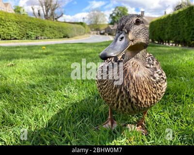 Eine einzige weibliche Mallard-Ente auf einem üppigen, grünen Rasen Stockfoto