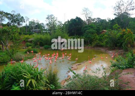 Rosa Flamingo Vögel im Teich. Wildtiere. Stockfoto