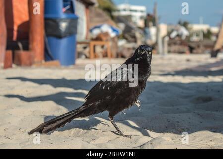 Seeschwanzgrackle oder Mexikanischer Grackle auf der Suche nach Nahrung am Strand. Sie sind sehr soziale Vögel, die häufig nach Überbleibseln im Sand suchen Stockfoto