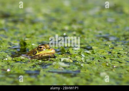 Ein Perez-Frosch (Pelophylax perezi), auch bekannt als iberischer Wasserfrosch, iberischer Grünfrosch oder Coruna-Frosch in einem Fluss voller grüner Vegetation. Stockfoto