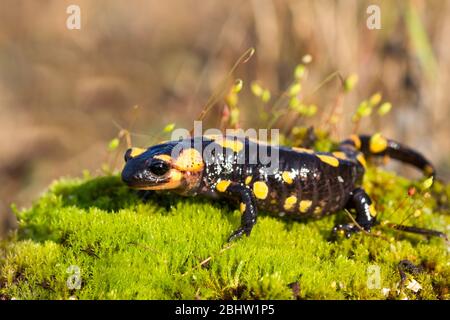 Ein Feuersalamander (Salamandra salamandra), der im Norden Portugals fotografiert wurde. Stockfoto